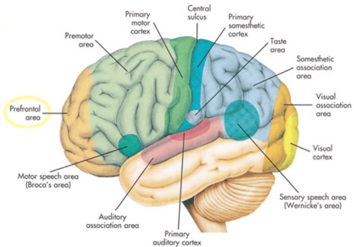 What does the Holy Quran Say about the Cerebrum?