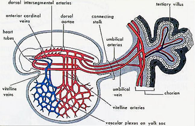 4. amounts of blood present in the embryo