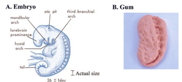 6. embryo gum comparison