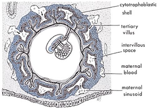 Human Embryonic Development - Stage 1 - Alaqah 2