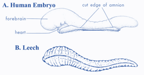 Human Embryonic Development - Stage 1 - Alaqah